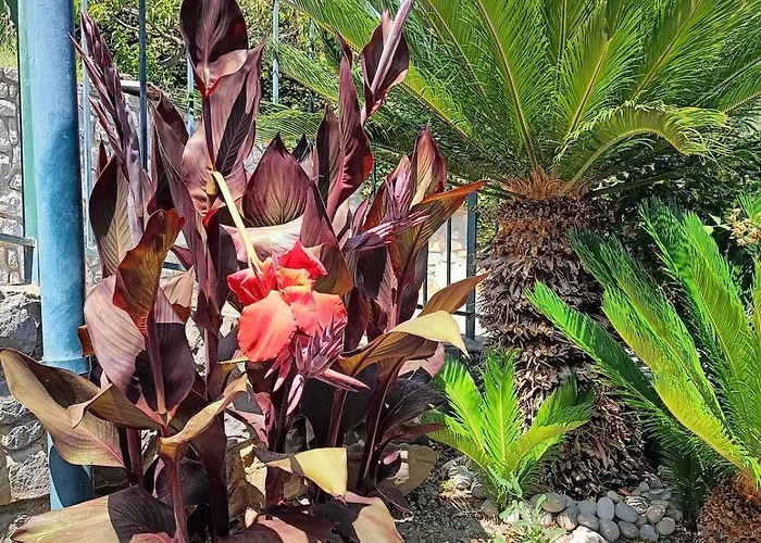 Casa Indipendente Roque Vista Al Mar Con Parking Gratuito